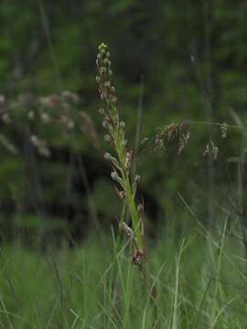 Himantoglossum adriaticum H. Baumann resmi