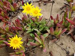 Plancia ëd Agoseris apargioides (Less.) Greene