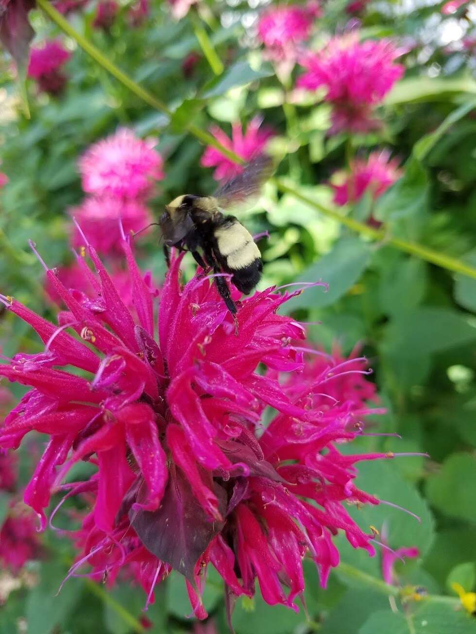 Image of Yellow Bumblebee