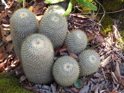 Imagem de Mammillaria flavicentra Backeb. ex Mottram