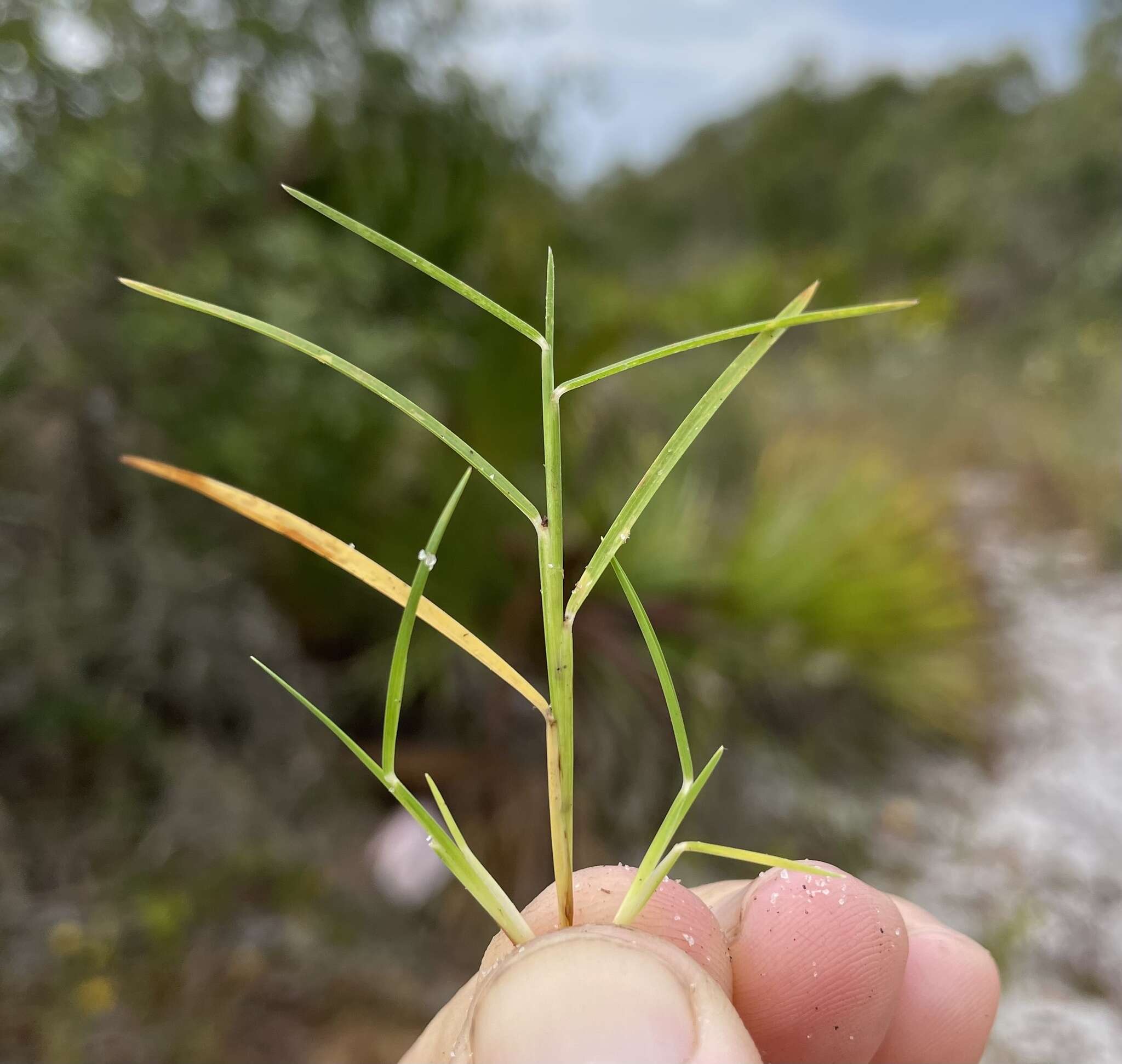 Schizachyrium niveum (Swallen) Gould resmi