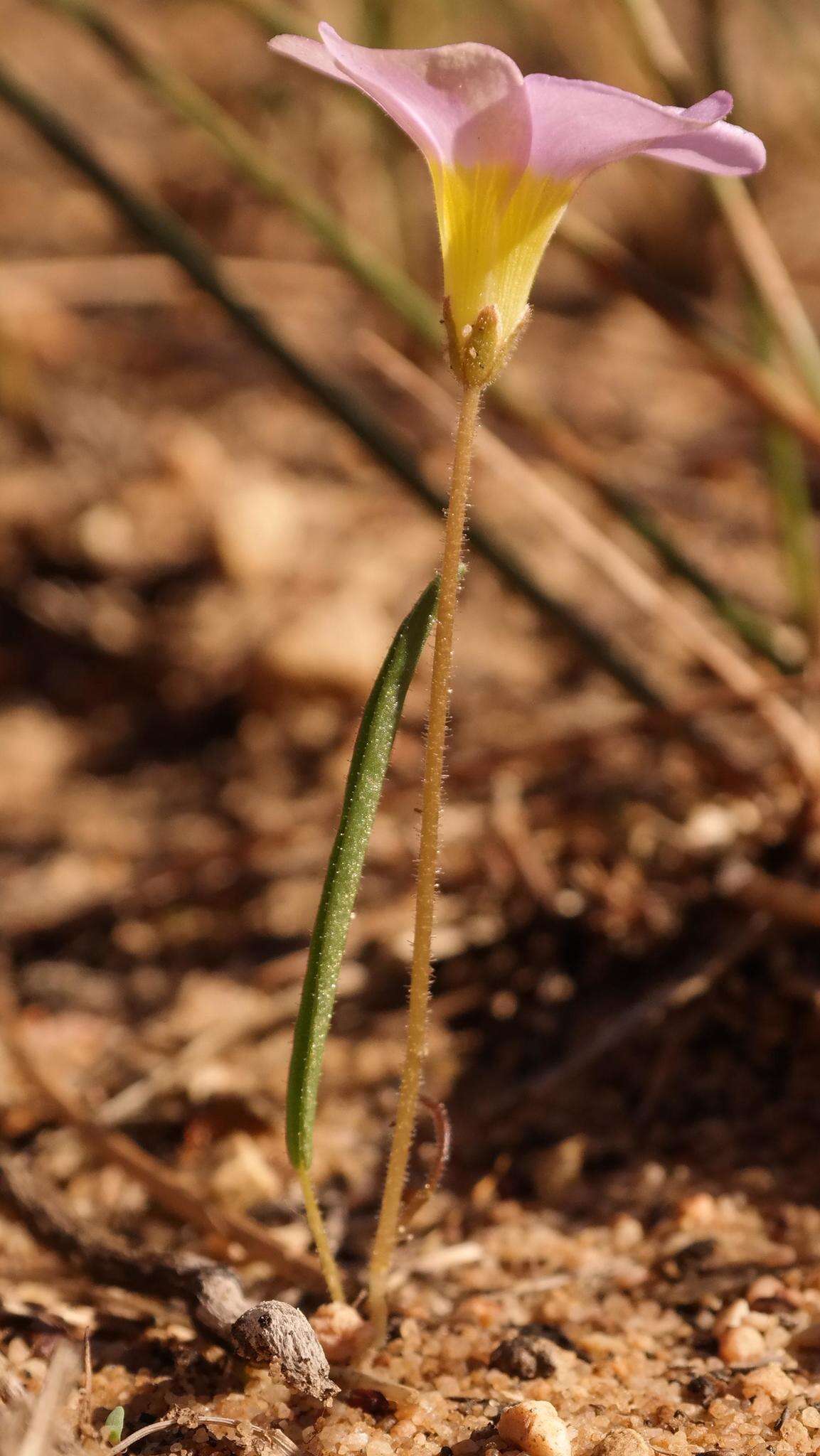 Image de Oxalis monophylla var. stenophylla (Meissn.) Sond.