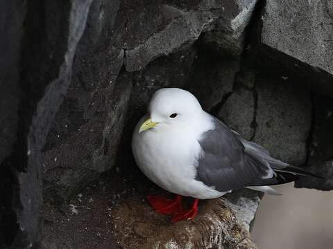 Image of Red-legged Kittiwake