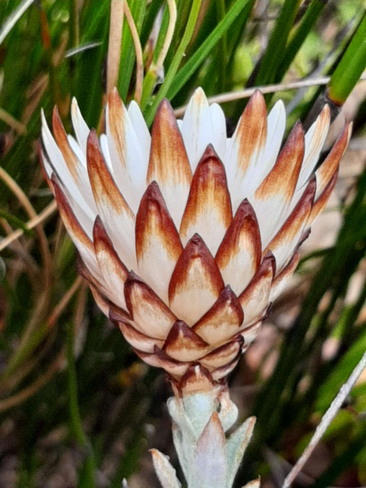 Image of Syncarpha loganiana (Compt.) B. Nord.