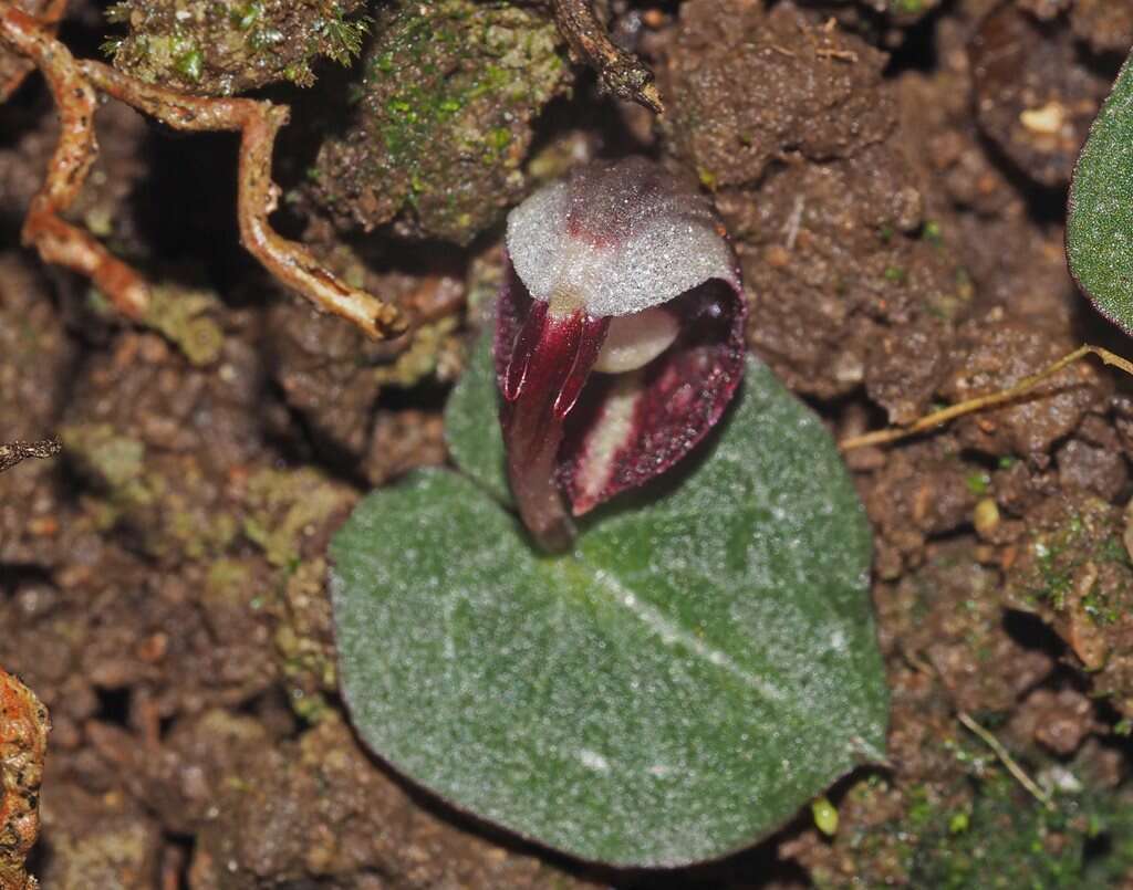 Image of Corybas abellianus Dockrill