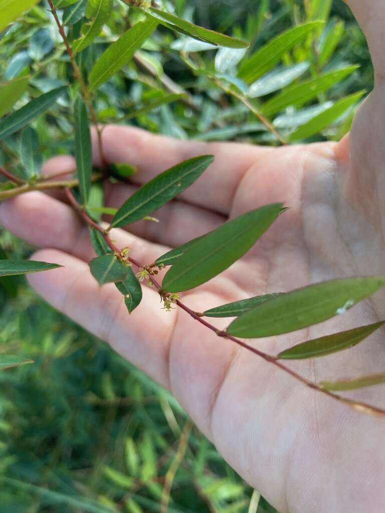 Phyllanthus sellowianus (Klotzsch) Müll. Arg.的圖片