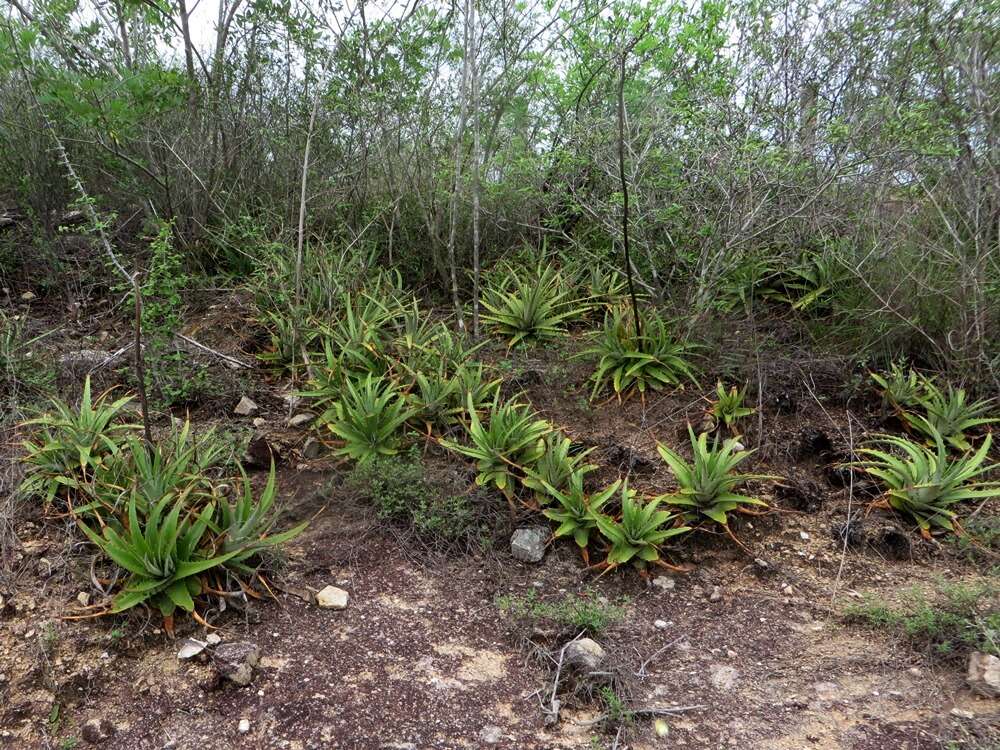 Image of Hechtia iltisii Burt-Utley & Utley