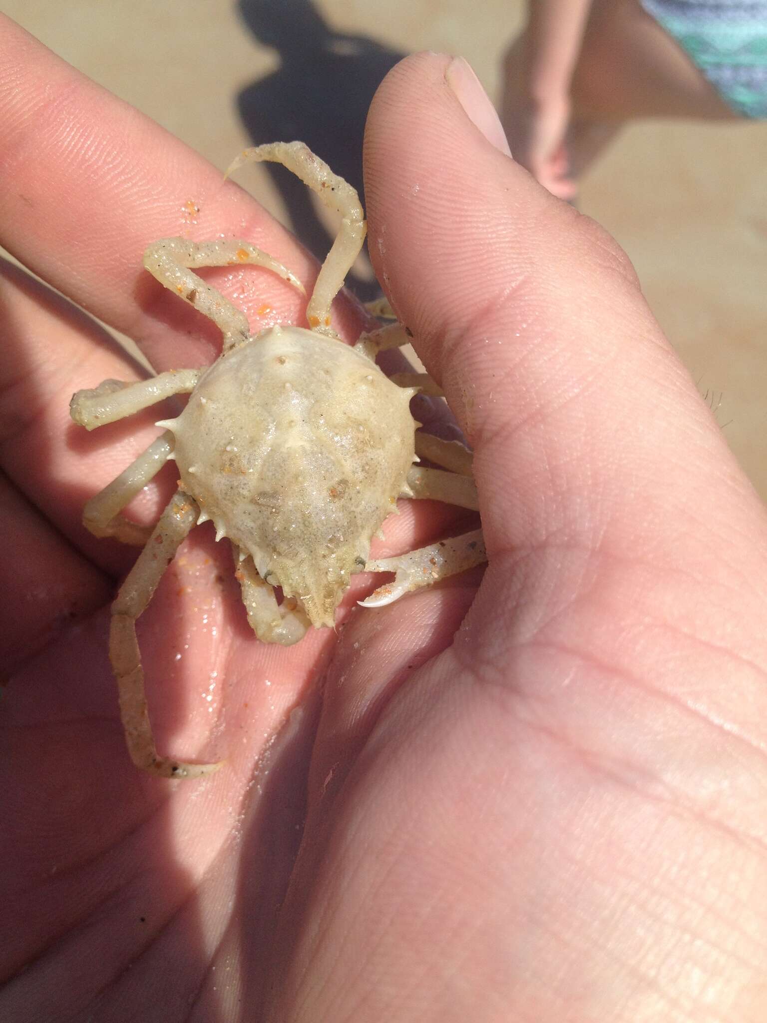 Image of doubtful spider crab