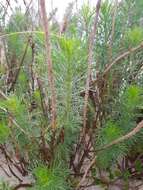 Image of Senecio platensis Arechav.