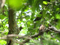 Image of Green-backed Honeybird