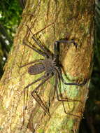 Image of Heterophrynus longicornis (Butler 1873)