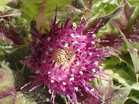 Image of Cirsium scariosum var. congdonii (R. J. Moore & Frankton) D. J. Keil