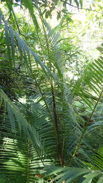 Image of Calamus jenkinsianus Griff.