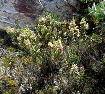 Image of Erica sonderiana Guthrie & Bolus