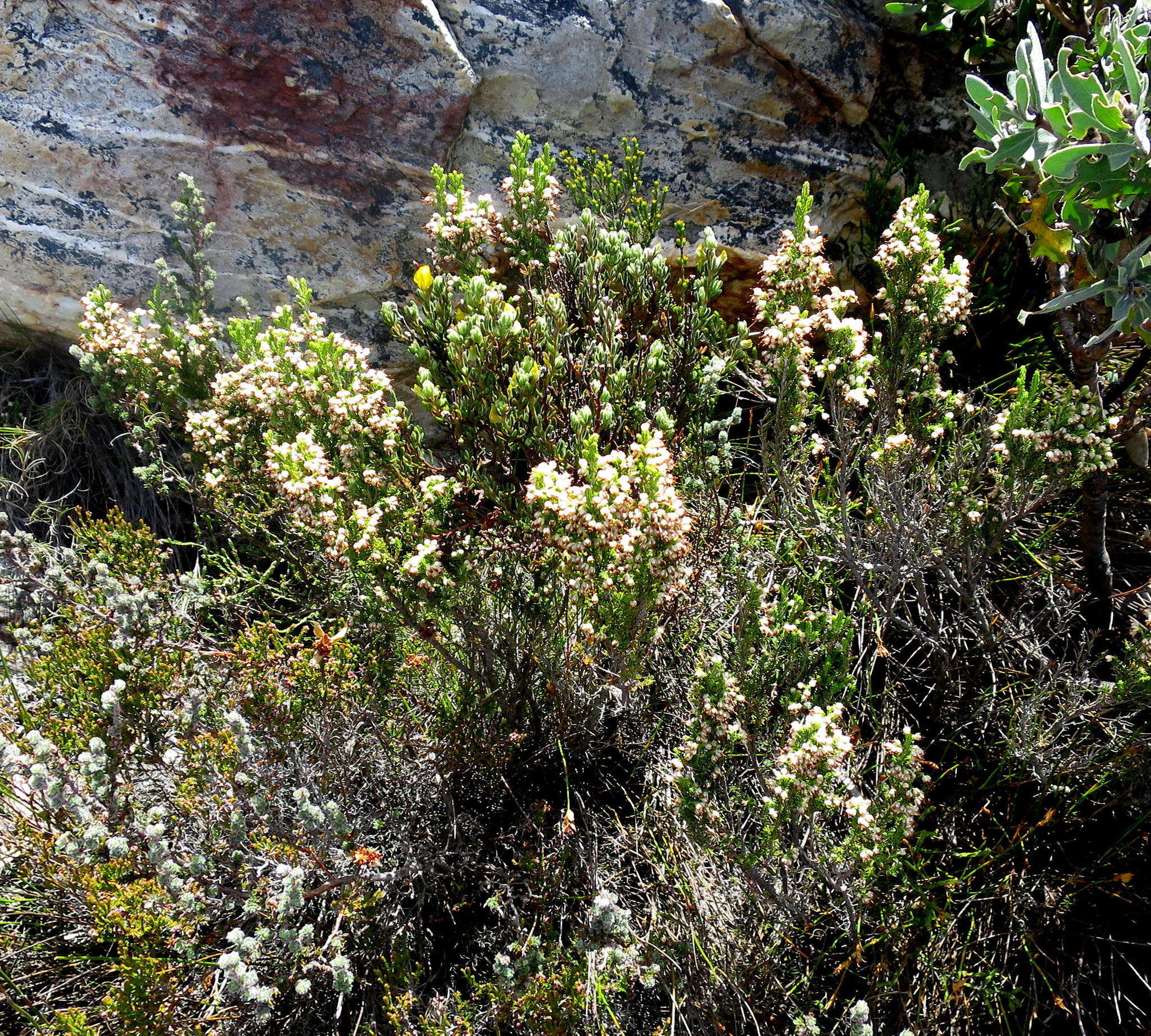 Image of Erica sonderiana Guthrie & Bolus