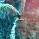 Image of pygmy filefish