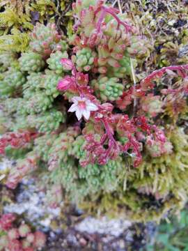 Image of Sedum hirsutum All.