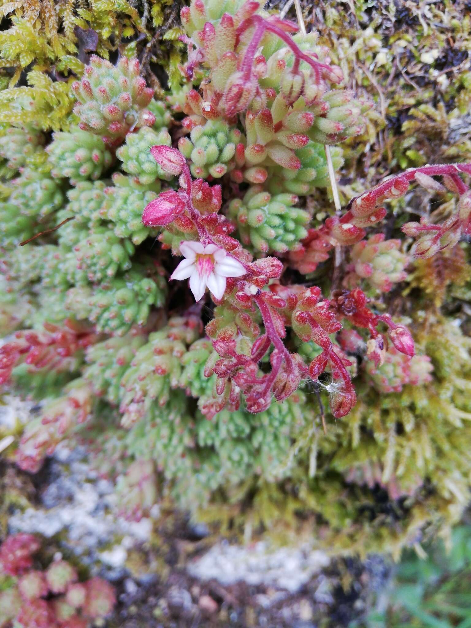 Imagem de Sedum hirsutum All.