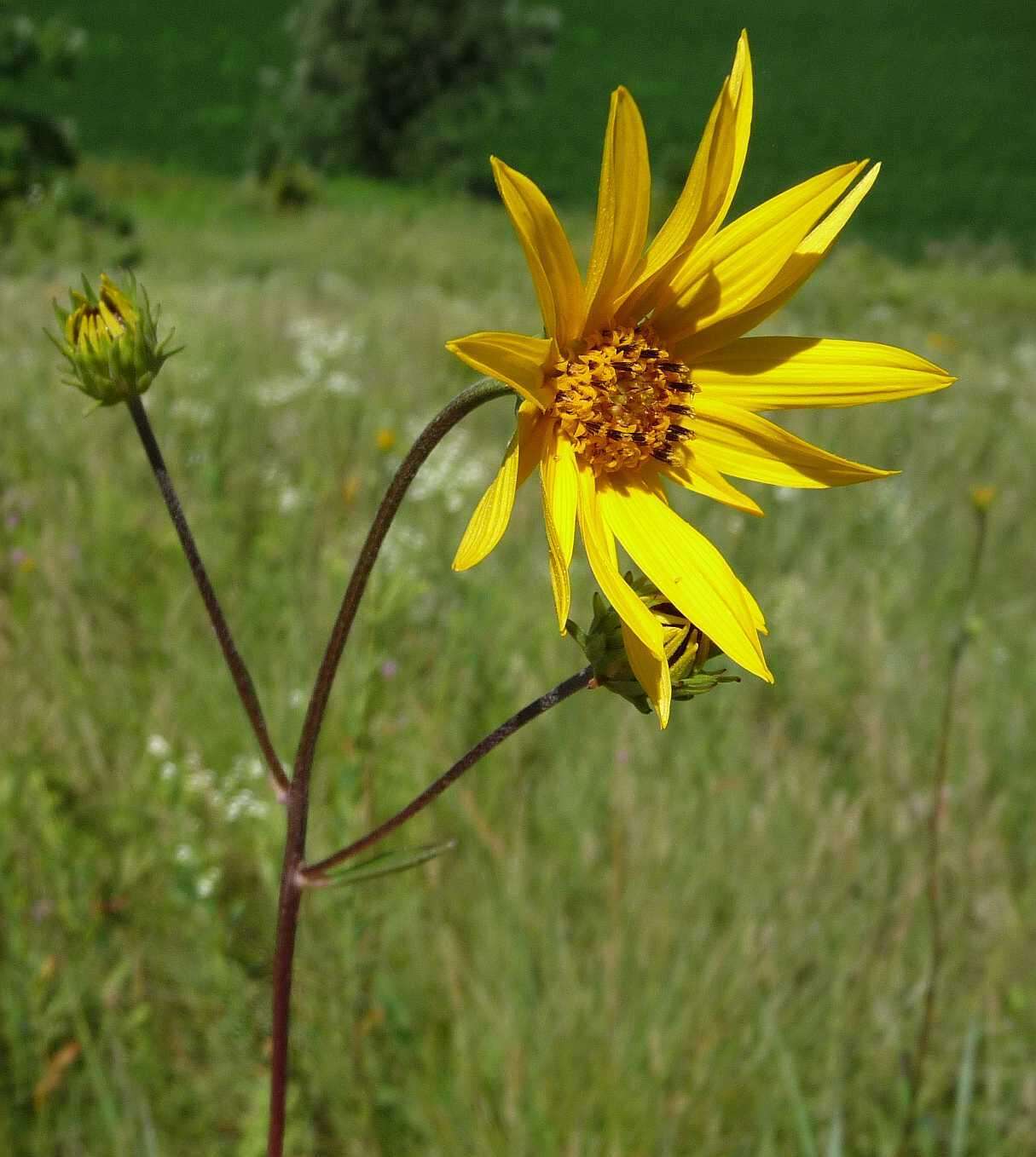 Helianthus occidentalis subsp. occidentalis的圖片