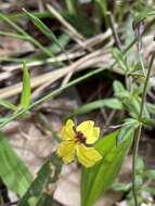 Image of Goodenia heterophylla Sm.