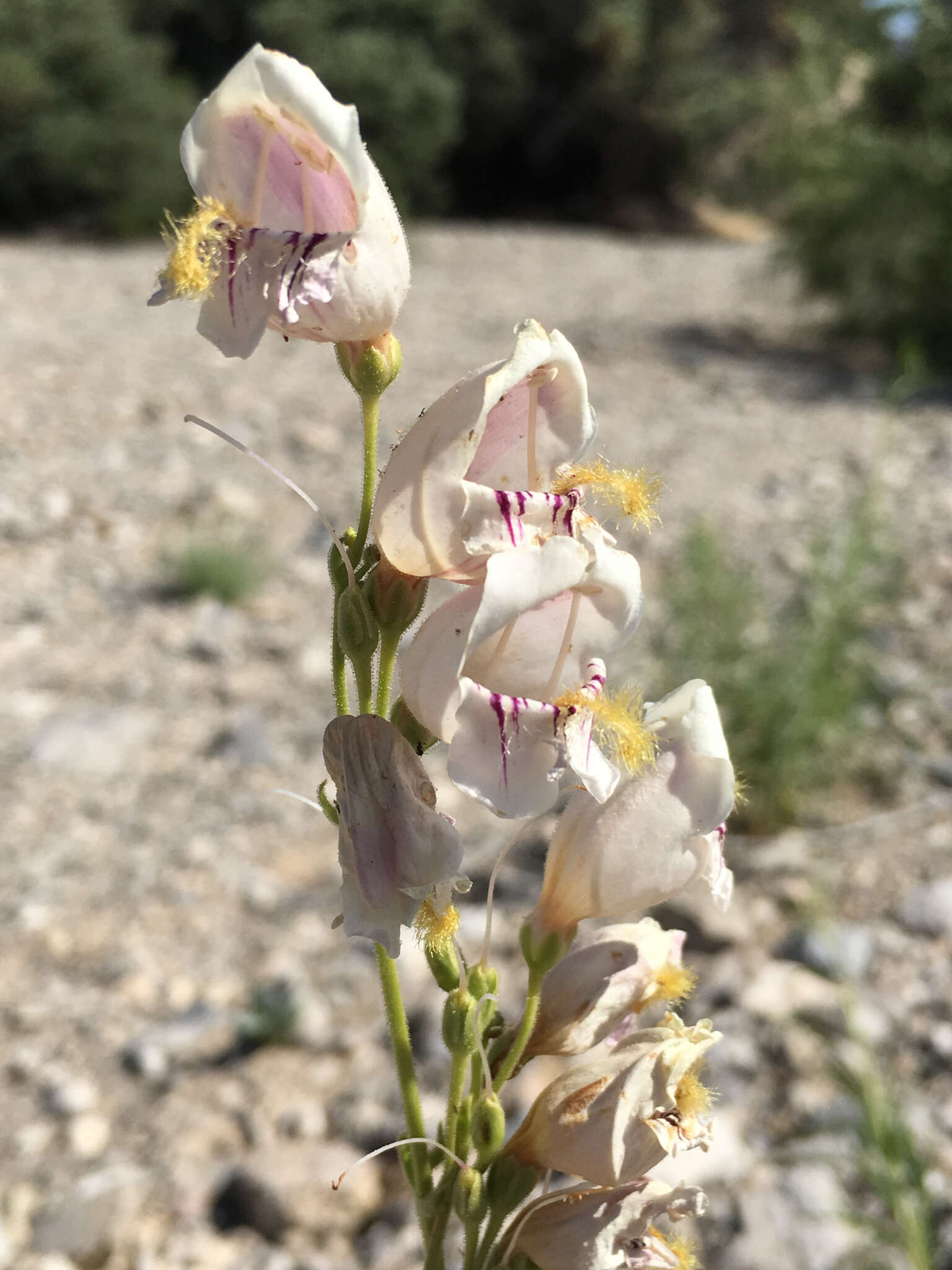 Image of Palmer's penstemon