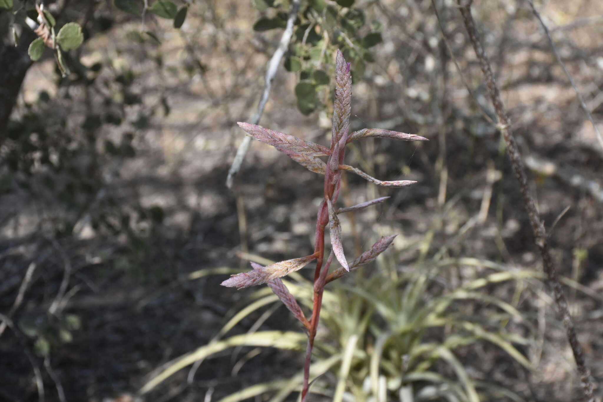 Imagem de Tillandsia latifolia Meyen