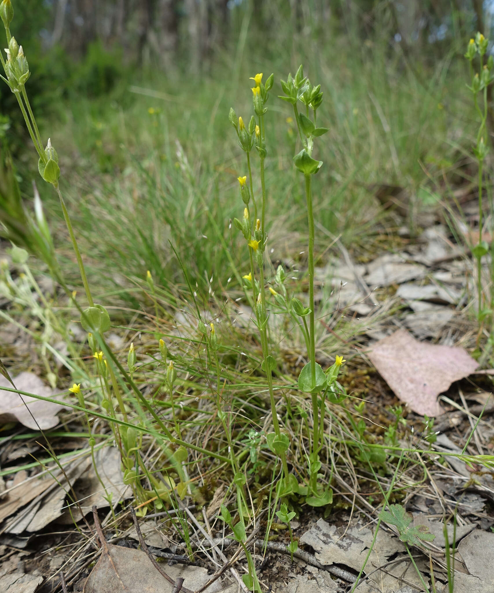 Image de Sebaea ovata (Labill.) R. Br.