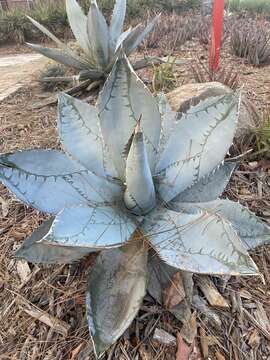 Image de Agave titanota Gentry