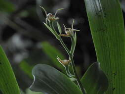 Image of Brassia euodes Rchb. fil.