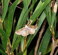 Image of Peratophyga crista Jiang, Xue & Han