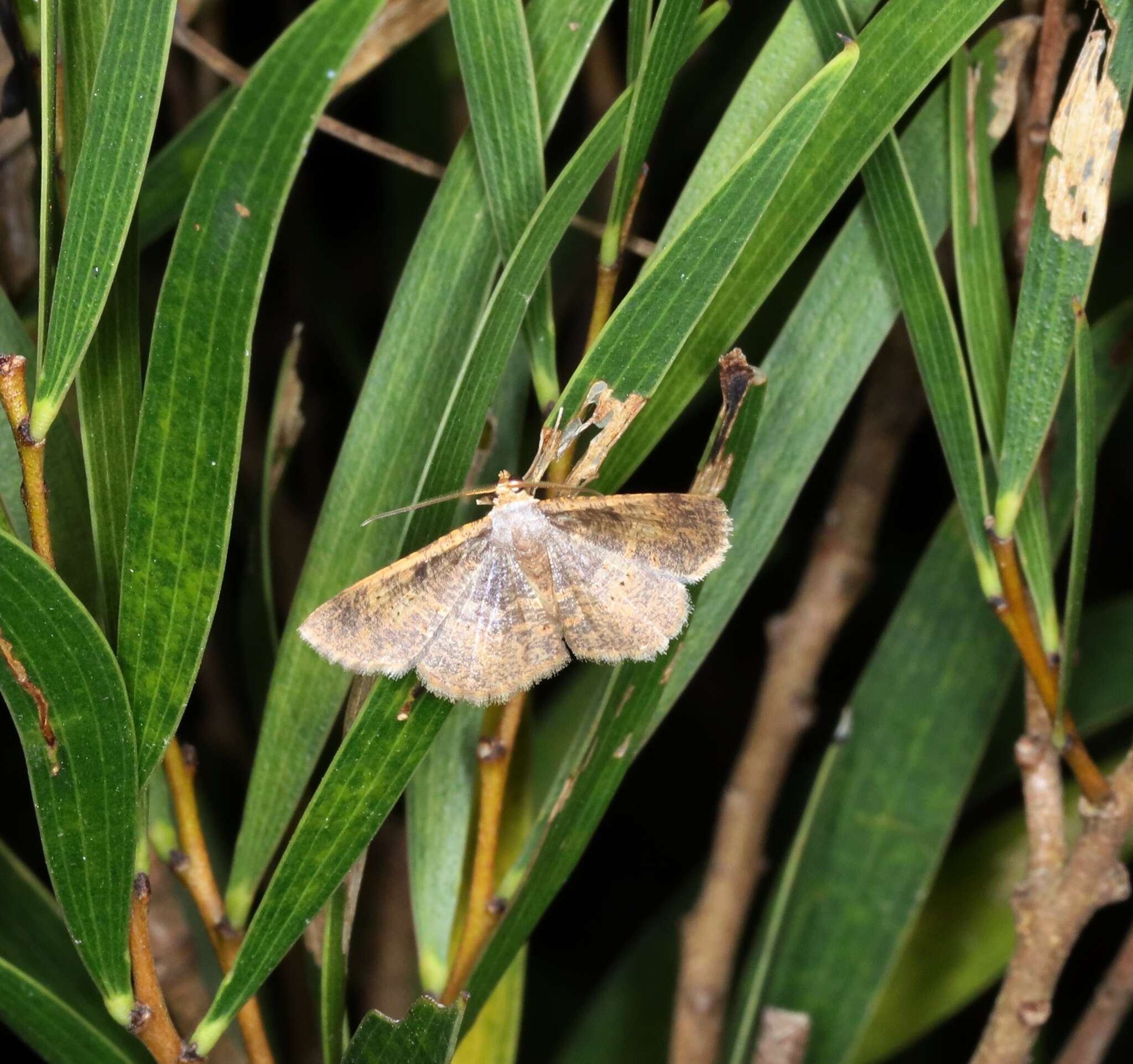 Image of Peratophyga crista Jiang, Xue & Han