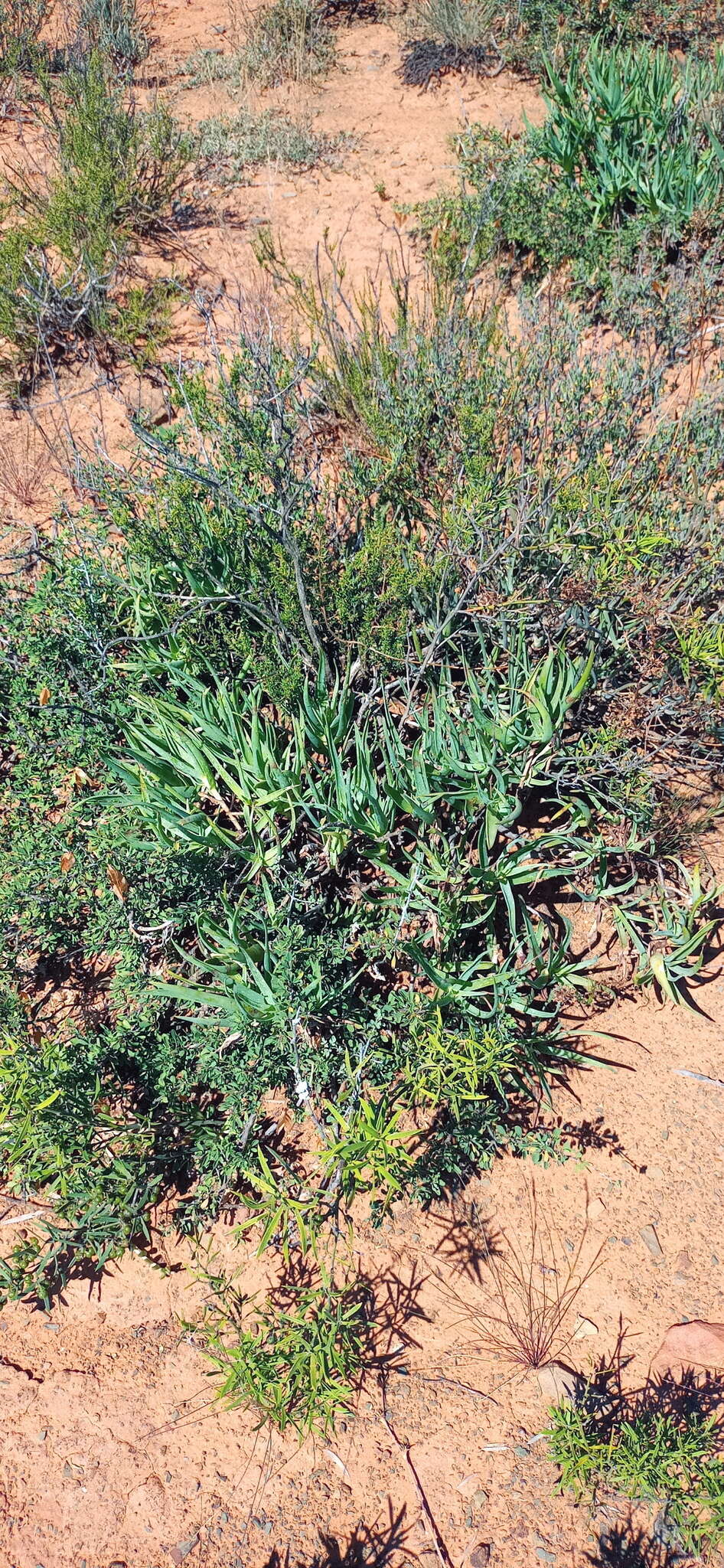 Image of Fence Aloe