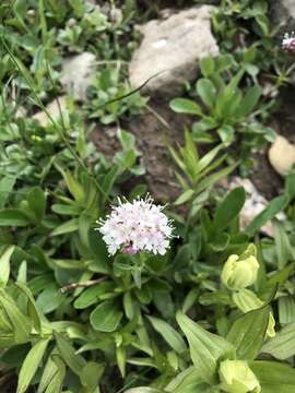 Image of Cordilleran Valerian