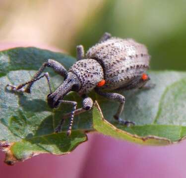 Panscopus (Phymatinus) gemmatus Le Conte 1857的圖片