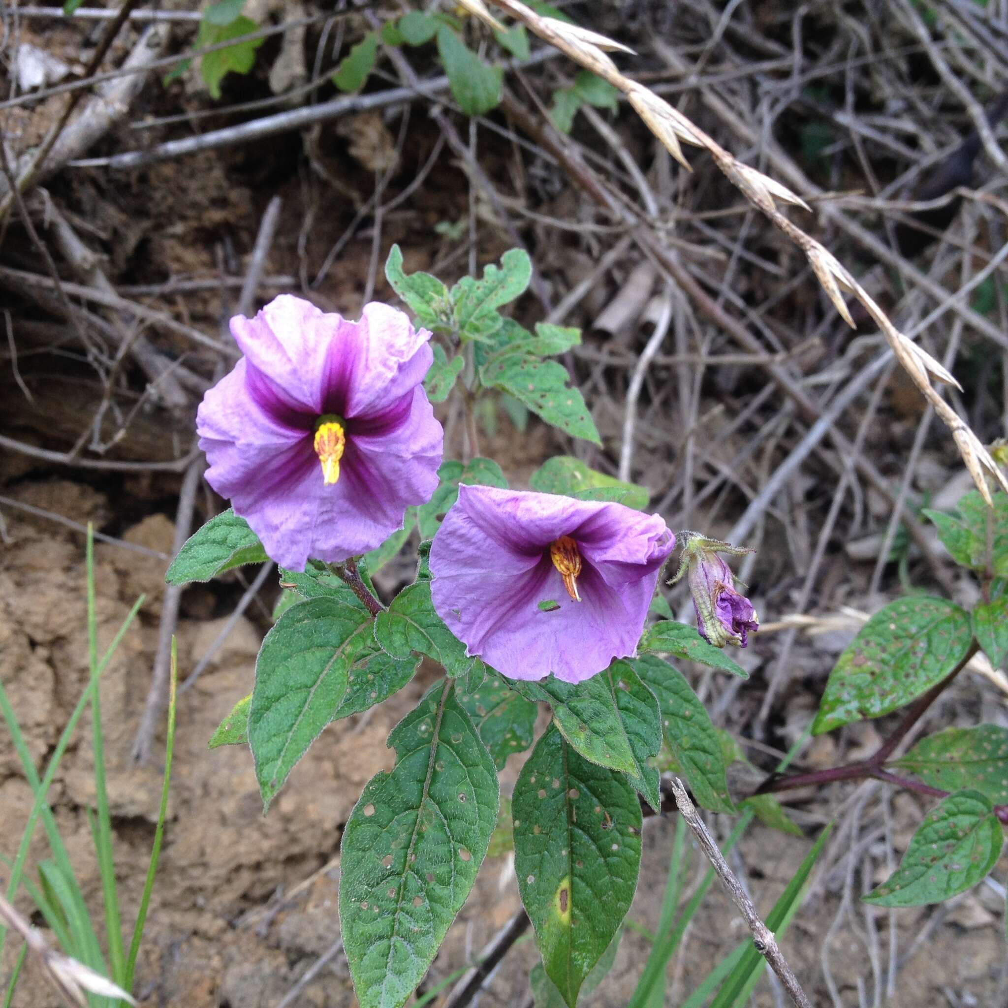 Image de Lycianthes acapulcensis (Baill.) W. G. D' Arcy