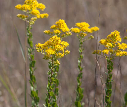 Image of western rough goldenrod