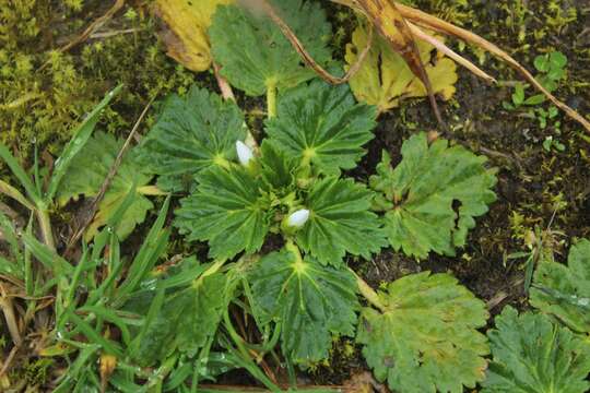 Imagem de Acaulimalva purdiaei (A. Gray) Krapov.