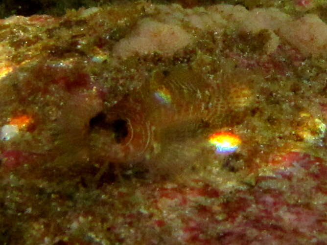 Image of Spectacled triplefin