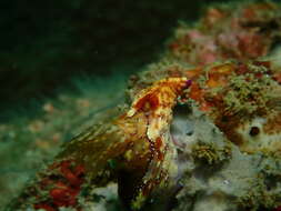 Plancia ëd Hypselodoris krakatoa Gosliner & R. F. Johnson 1999