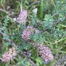 Image of Myricaria longifolia (Willd.) Ehrenb.