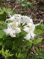 Image of Alabama azalea