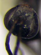 صورة Microphadnus pumilus (Costa 1882)