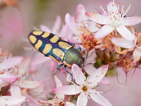 Castiarina malleeana (Carter 1931) resmi