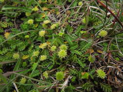 صورة Leptinella scariosa Cass