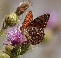 Image of Speyeria coronis carolae Dos Passos & Grey 1942