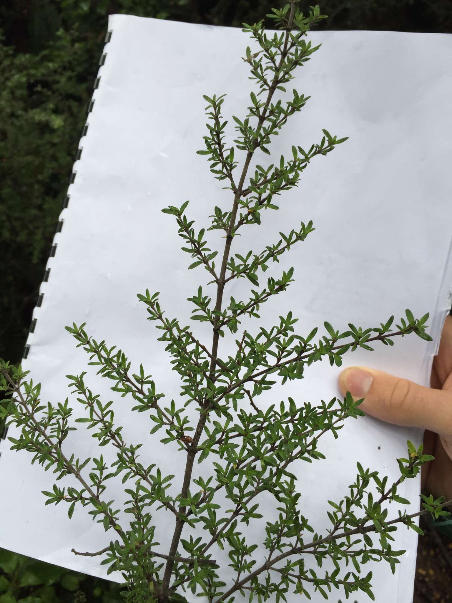 Image of Coprosma microcarpa Hook. fil.