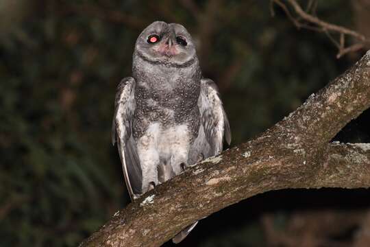 Tyto tenebricosa tenebricosa (Gould 1845) resmi