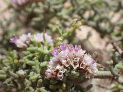 Image of Limonium papillatum (Webb & Berth.) Kuntze