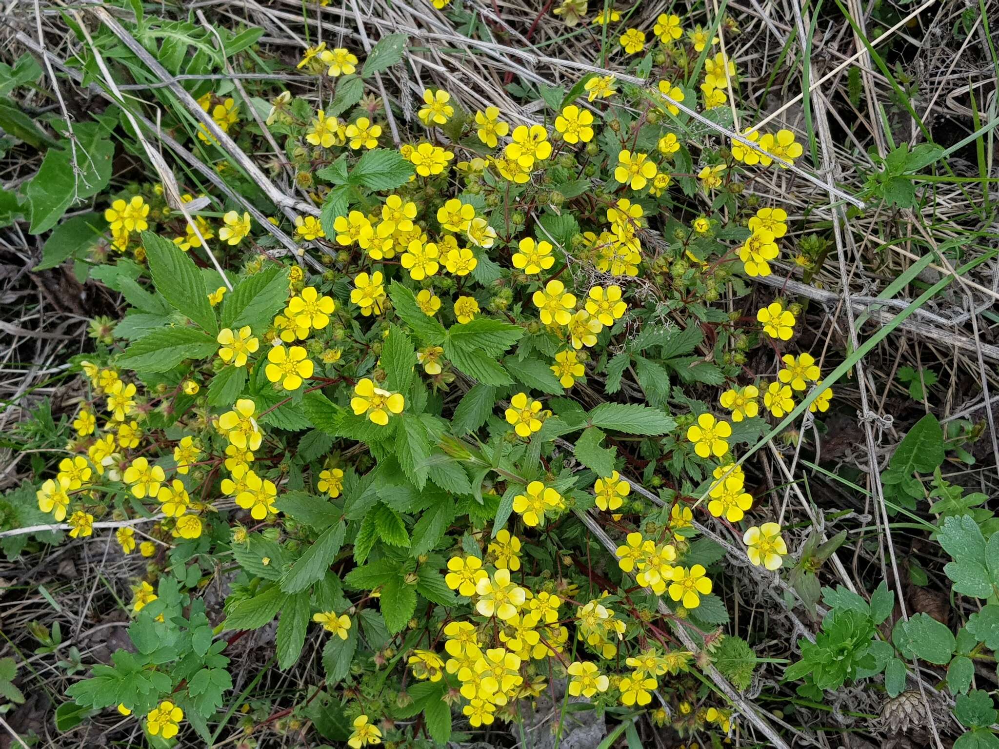 صورة Potentilla fragarioides L.