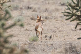 Image of swift fox